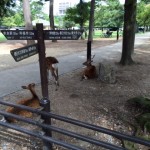 公園　鹿2